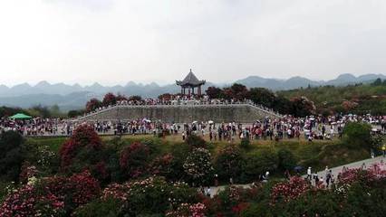 關于百里杜鵑景區(qū)游客接待量已達飽和的緊急通知與游覽管理措施